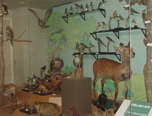 🏛️ 쇼바라 시립 히와 자연과학박물관(쇼바라시리츠 히와시젠카가쿠하쿠부츠칸) 이미지 6